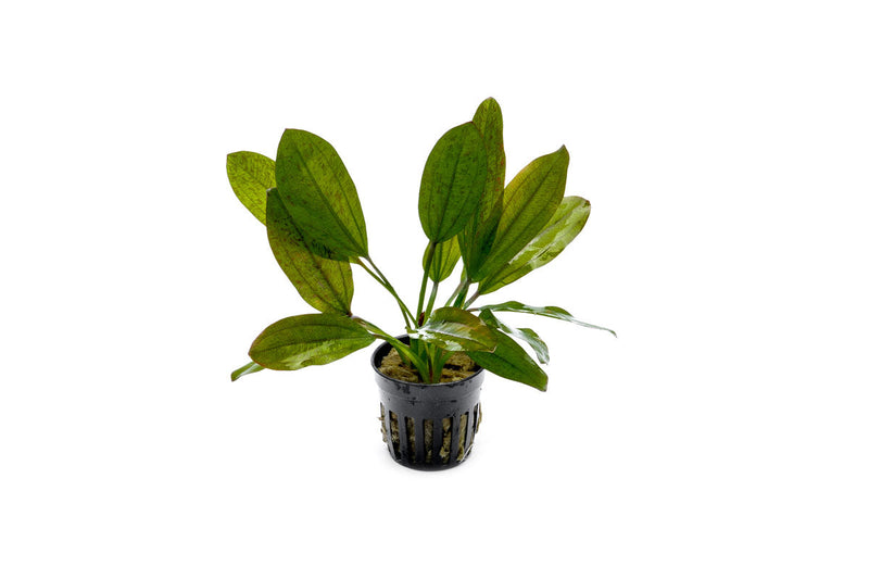 Aquatic plant Echinodorus Leopard by ACW with broad green leaves featuring dark spots, suitable for freshwater aquariums.