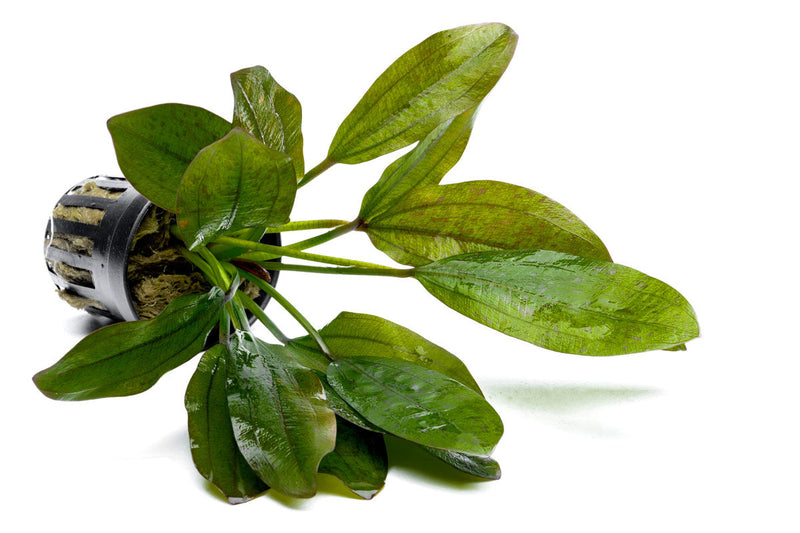 Healthy Echinodorus Leopard aquatic plant from ACW with broad green leaves featuring distinctive dark spots, ideal for freshwater aquariums.