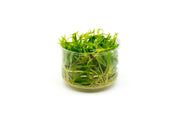 Echinodorus Magdalenensis Tissue Culture Aquatic Plant - Buce Plant
