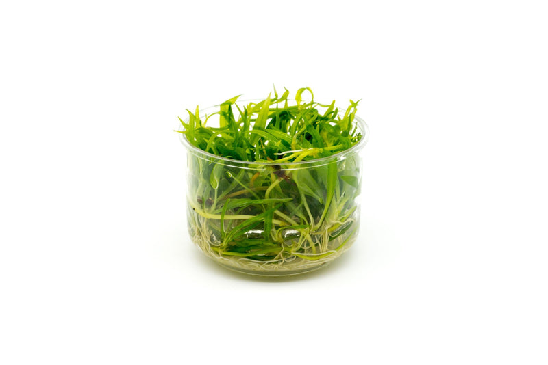 Echinodorus Magdalenensis Tissue Culture Aquatic Plant - Buce Plant