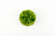 Echinodorus Magdalenensis Tissue Culture Aquatic Plant - Buce Plant