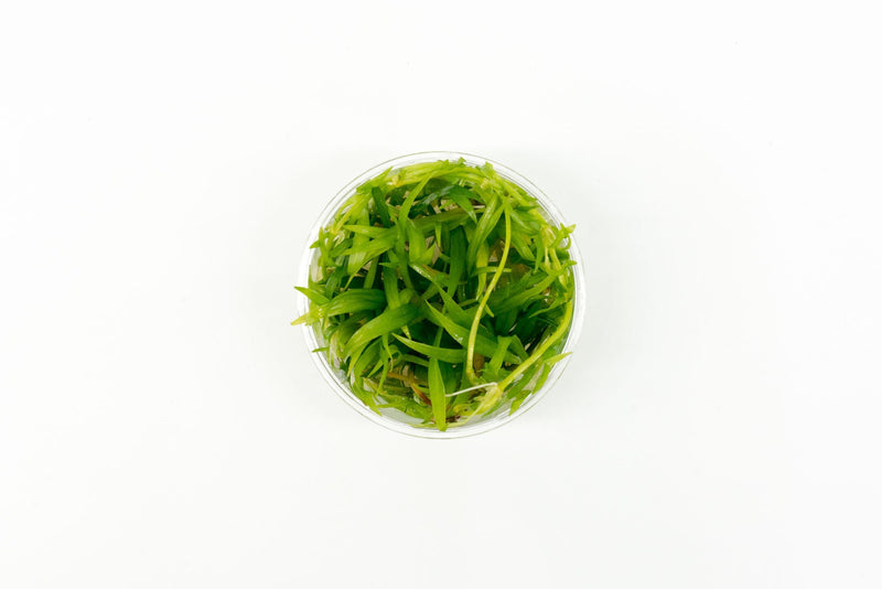 Echinodorus Magdalenensis Tissue Culture Aquatic Plant - Buce Plant