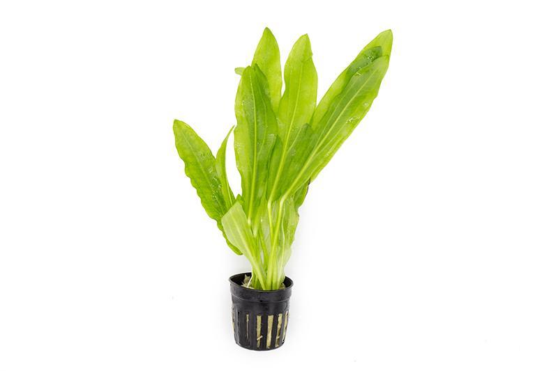 Healthy Echinodorus Major/Martii aquatic plant from ACW with broad green leaves, ideal for freshwater aquariums.