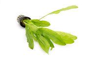 Aquatic Echinodorus Major/Martii plant by ACW with broad green leaves suitable for freshwater aquariums.