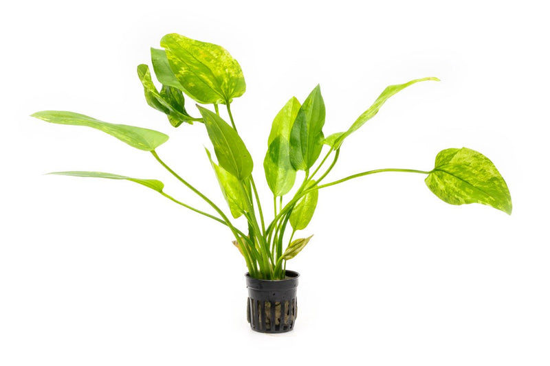 Healthy Echinodorus Marble Queen aquatic plant from ACW with green and white variegated leaves for freshwater aquariums.