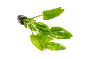 Healthy Echinodorus Marble Queen aquatic plant by ACW with broad variegated green and white leaves for freshwater aquariums.