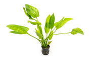 Echinodorus Marble Queen aquatic plant with broad green and white variegated leaves, ideal for freshwater aquariums.