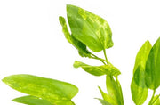 Healthy Echinodorus Marble Queen aquatic plant from ACW with green and white variegated leaves for freshwater aquariums.