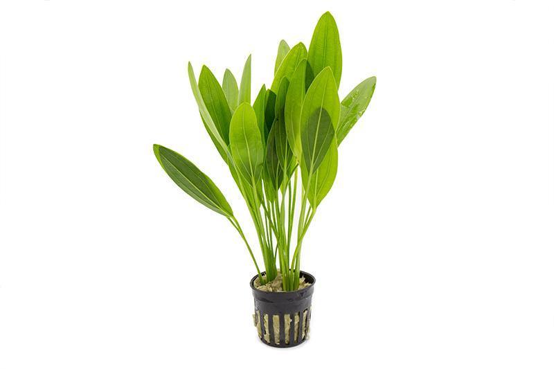Aquatic plant Echinodorus Muricatus from ACW with broad green leaves for freshwater aquariums.