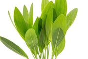 Healthy Echinodorus Muricatus aquatic plant from ACW with lush green leaves, ideal for freshwater aquarium decoration.