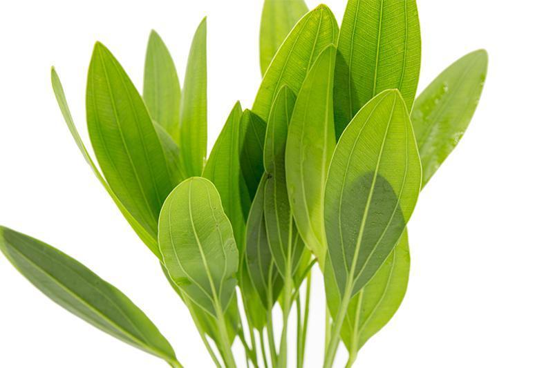 Healthy Echinodorus Muricatus aquatic plant from ACW with lush green leaves, ideal for freshwater aquarium decoration.