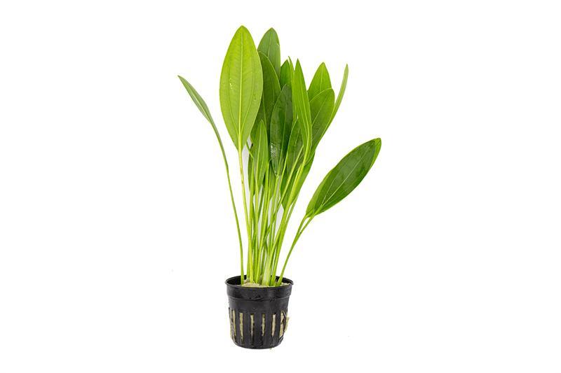 Aquatic Echinodorus Muricatus plant by ACW with lush green leaves for freshwater aquariums.