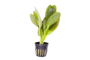 Echinodorus Ozelot Green Aquatic Plant - Buce Plant