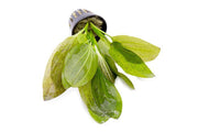 Echinodorus Ozelot Green Aquatic Plant - Buce Plant