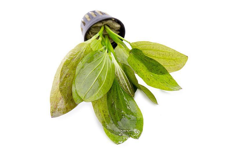 Echinodorus Ozelot Green Aquatic Plant - Buce Plant