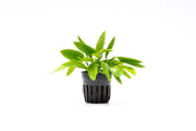 Echinodorus Ozelot Narrow Mini Aquatic Plant - Buce Plant