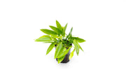 Echinodorus Ozelot Narrow Mini Aquatic Plant - Buce Plant