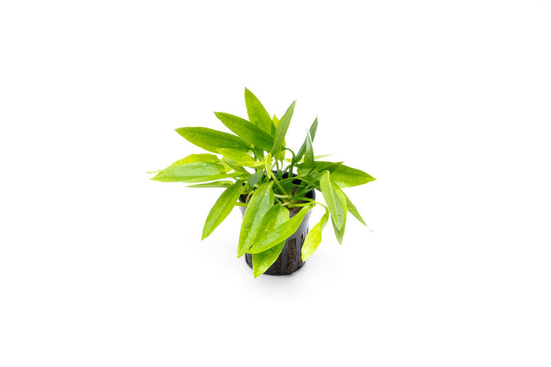 Echinodorus Ozelot Narrow Mini Aquatic Plant - Buce Plant