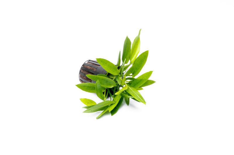 Echinodorus Ozelot Narrow Mini Aquatic Plant - Buce Plant
