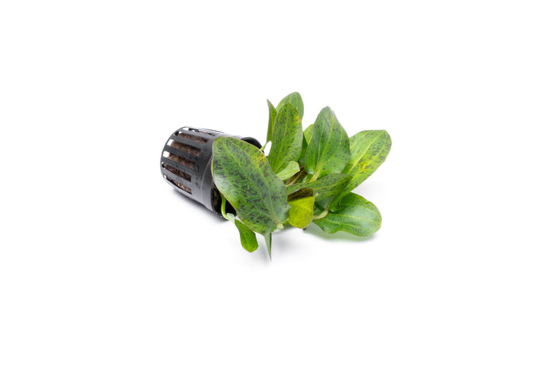 Echinodorus Ozelot Red aquatic plant by CPA with vibrant red and green leaves suitable for freshwater aquariums.