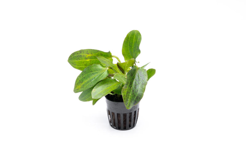 Red Echinodorus Ozelot aquatic plant by CPA with vibrant green and red leaves for freshwater aquariums.