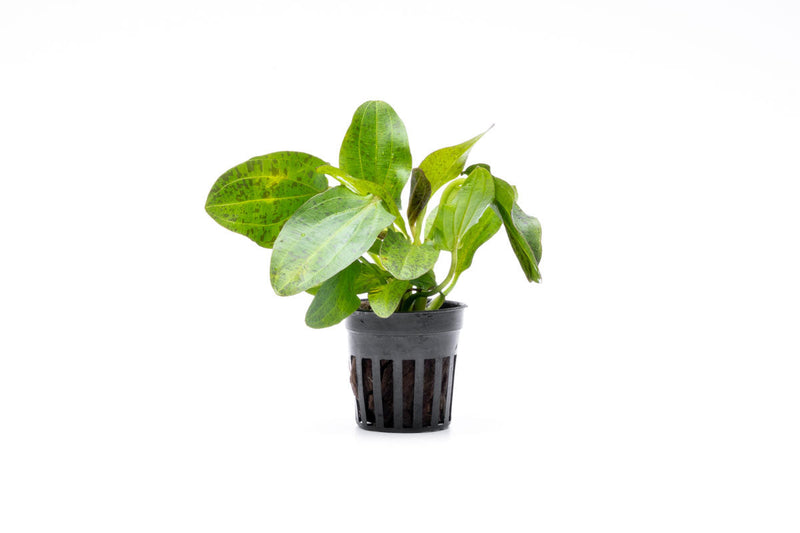 Red Echinodorus Ozelot aquatic plant from CPA with vibrant red leaves and lush green foliage, ideal for freshwater aquariums.