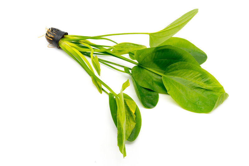 Healthy Echinodorus Palaefolius aquatic plant by CPA with broad green leaves, ideal for freshwater aquarium decoration.