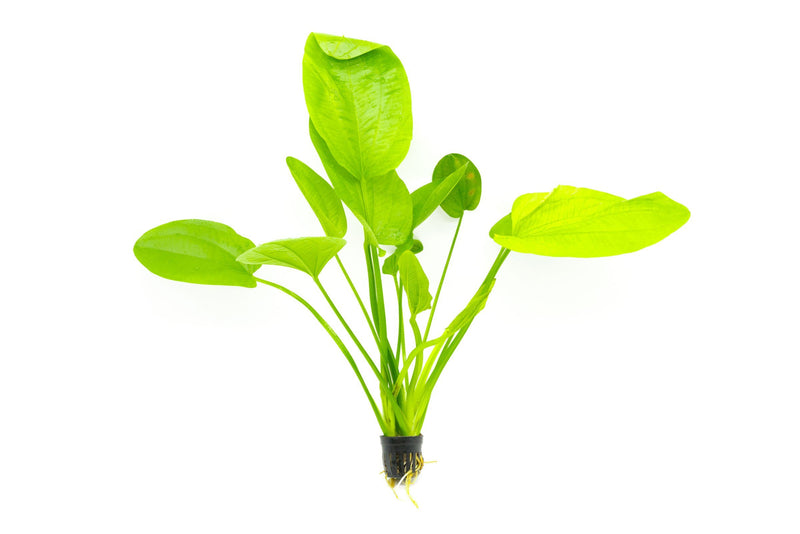 Healthy Echinodorus Palaefolius aquatic plant from CPA with broad green leaves, ideal for freshwater aquariums.