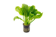 Healthy Echinodorus Parviflorus aquatic plant from ACW, with lush green leaves ideal for freshwater aquariums.