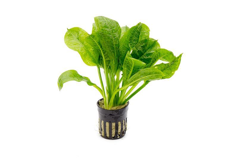 Healthy Echinodorus Parviflorus aquatic plant from ACW, with lush green leaves ideal for freshwater aquariums.