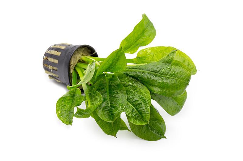 Healthy Echinodorus Parviflorus aquatic plant from ACW, with lush green leaves suitable for freshwater aquariums.