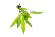 Healthy Echinodorus Peruensis aquatic plant by ACW with broad green leaves suitable for freshwater aquariums