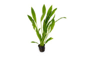 Healthy Echinodorus Peruensis aquatic plant from ACW with broad green leaves for freshwater aquariums.