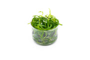 Echinodorus Quadricostatus UNS Tissue Culture Aquatic Plant - Buce Plant