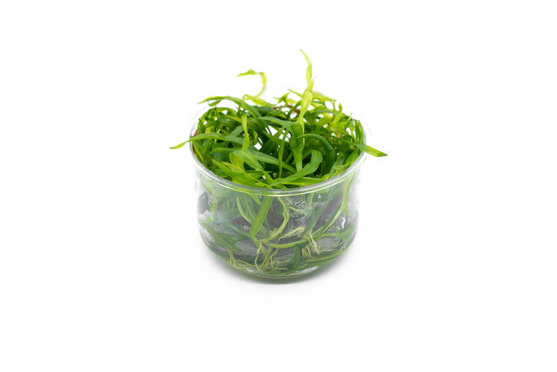 Echinodorus Quadricostatus UNS Tissue Culture Aquatic Plant - Buce Plant