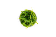 Echinodorus Quadricostatus UNS Tissue Culture Aquatic Plant - Buce Plant