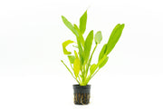 Healthy Echinodorus Red Devil aquatic plant by CPA with vibrant red leaves suitable for freshwater aquariums.
