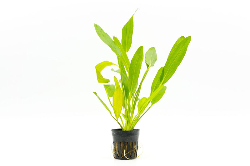 Healthy Echinodorus Red Devil aquatic plant by CPA with vibrant red leaves suitable for freshwater aquariums.
