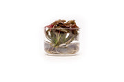 Echinodorus Red Diamond UNS Tissue Culture Aquatic Plant - Buce Plant