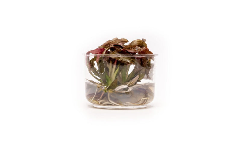 Echinodorus Red Diamond UNS Tissue Culture Aquatic Plant - Buce Plant