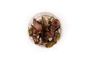 Echinodorus Red Diamond UNS Tissue Culture Aquatic Plant - Buce Plant