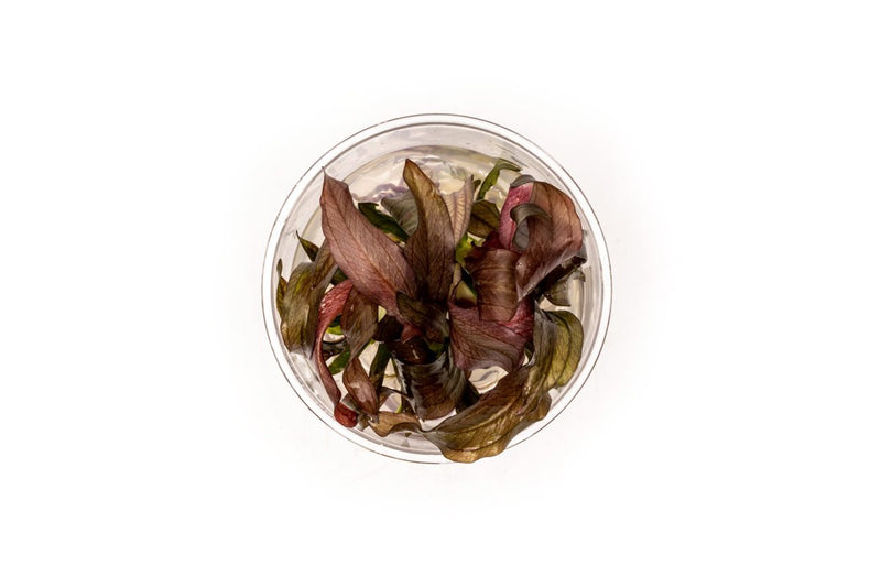 Echinodorus Red Diamond UNS Tissue Culture Aquatic Plant - Buce Plant
