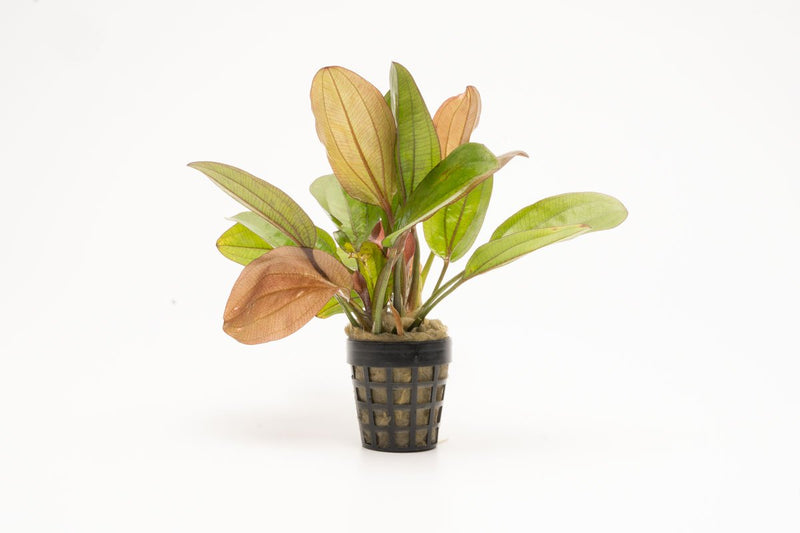 Bright red Echinodorus Red Flame aquatic plant from IS, showing vibrant leaves and lush greenery for freshwater aquariums.