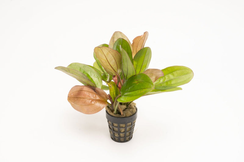 Red Flame Echinodorus aquatic plant from IS with vibrant red and green leaves, ideal for freshwater aquariums.