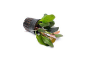 Echinodorus Red Phoenix Aquatic Plant - Buce Plant