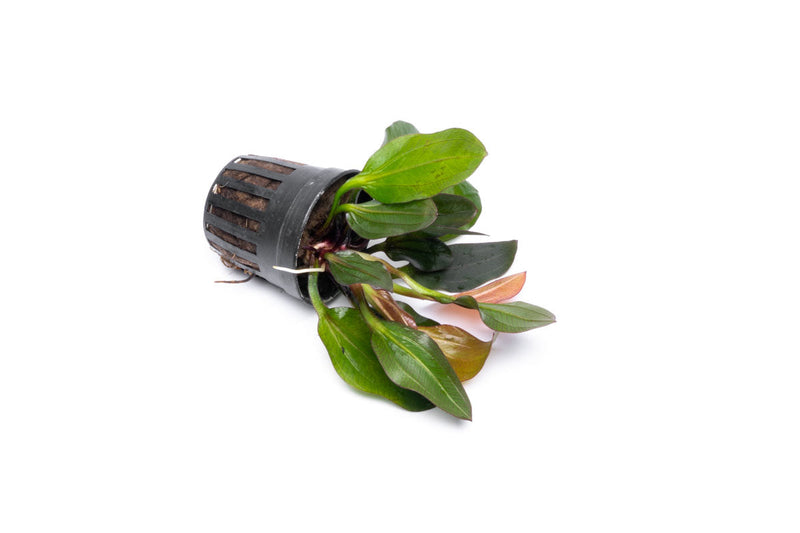 Echinodorus Red Phoenix Aquatic Plant - Buce Plant