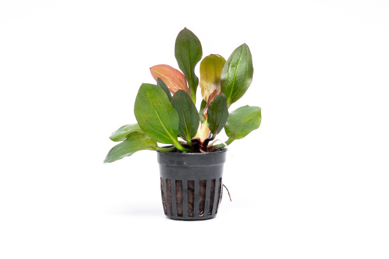 Echinodorus Red Phoenix Aquatic Plant - Buce Plant