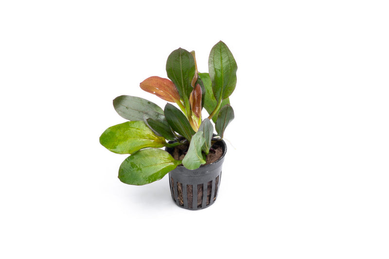 Echinodorus Red Phoenix Aquatic Plant - Buce Plant