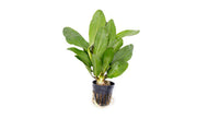 Healthy Echinodorus Red Rubin aquatic plant with vibrant red and green leaves, ideal for freshwater aquariums.