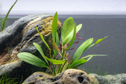 Healthy Echinodorus Red Rubin aquatic plant with vibrant red and green leaves, ideal for freshwater aquariums.